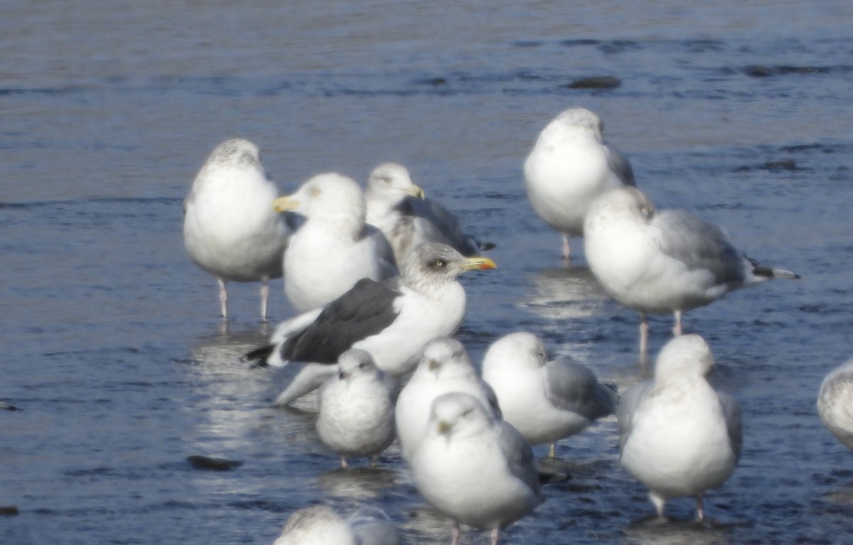 Lesser Black-backed Gull - ML646198279