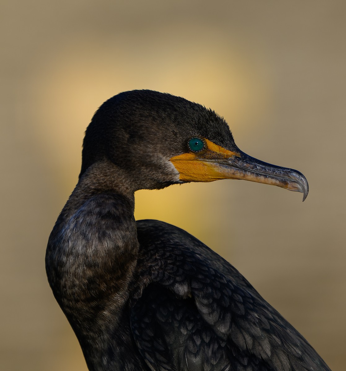 Neotropic Cormorant - ML646198280