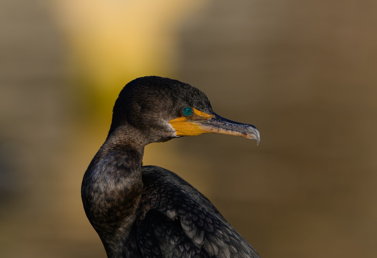 Neotropic Cormorant - ML646198281