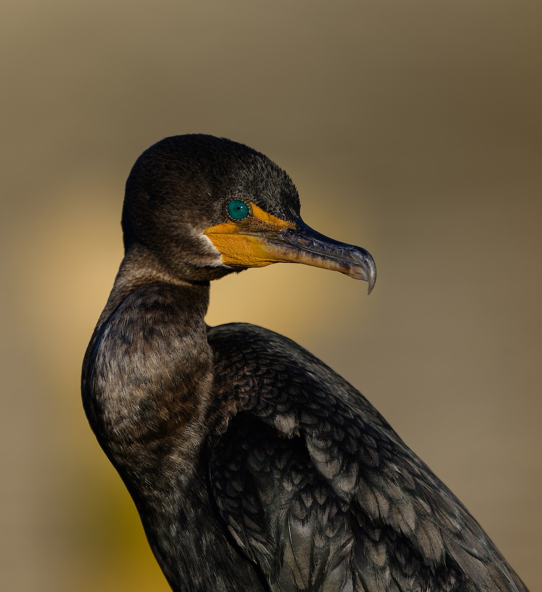 Neotropic Cormorant - ML646198282
