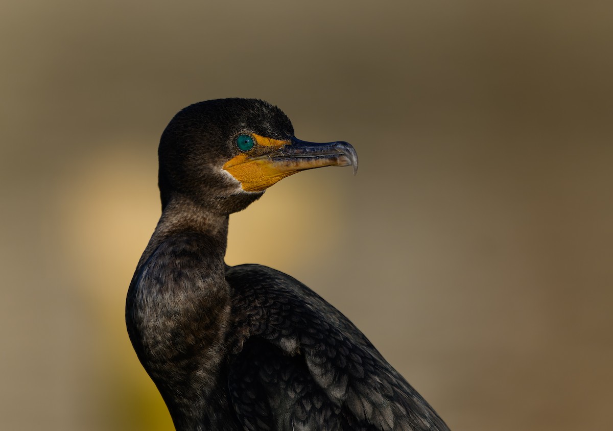 Neotropic Cormorant - ML646198283