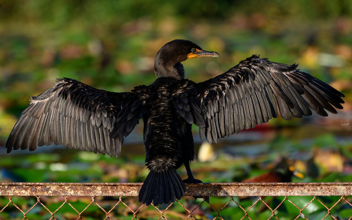 Neotropic Cormorant - ML646198284