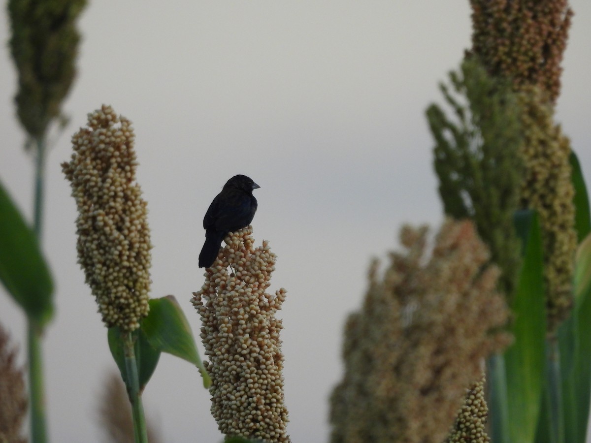 Blue-black Grassquit - ML646198290