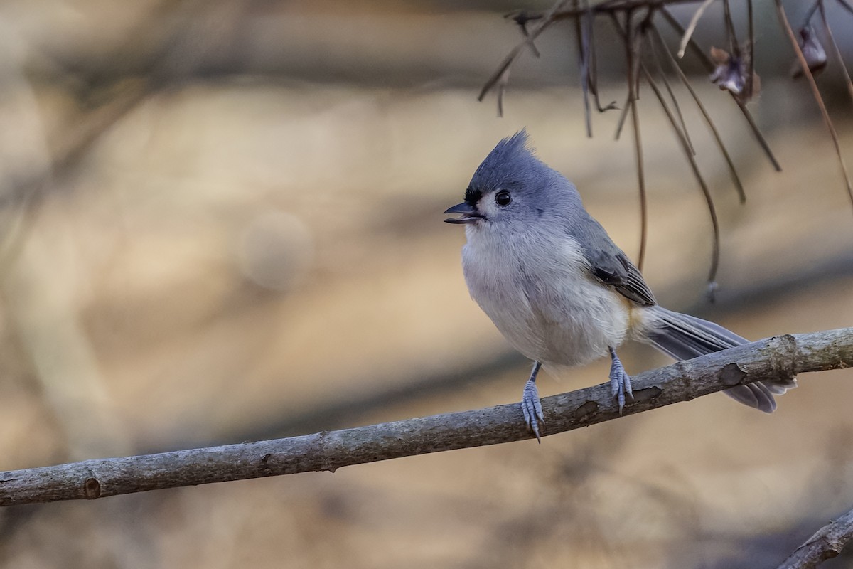 gråduskmeis - ML646198292