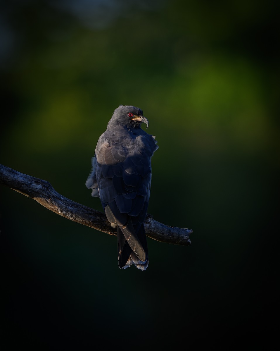 Snail Kite - ML646198298