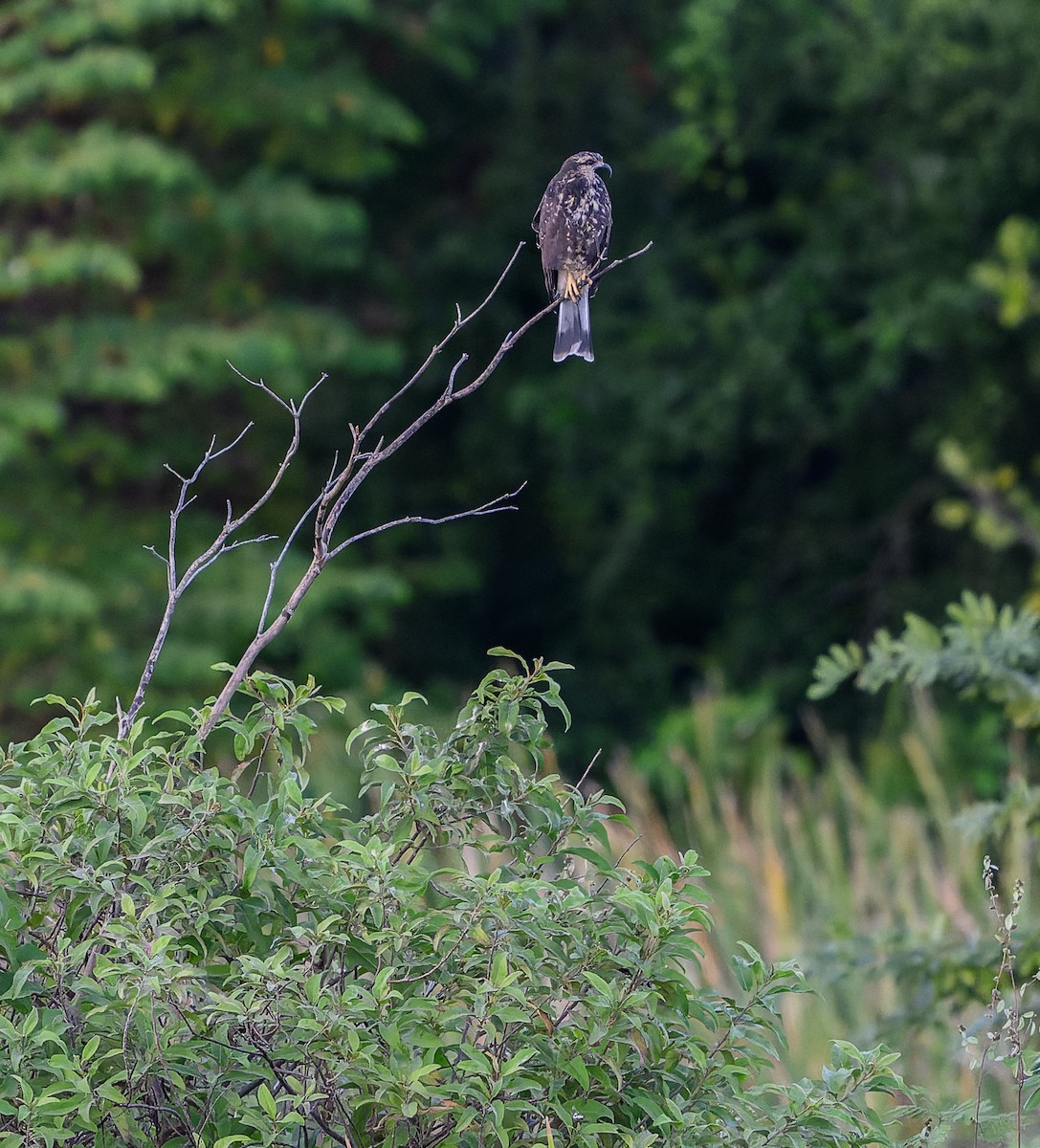 Snail Kite - ML646198299
