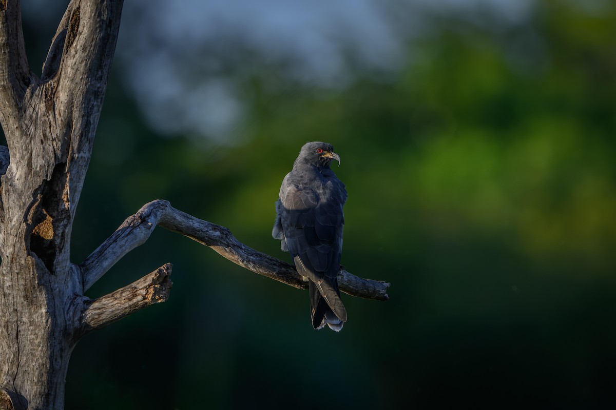 Snail Kite - ML646198300