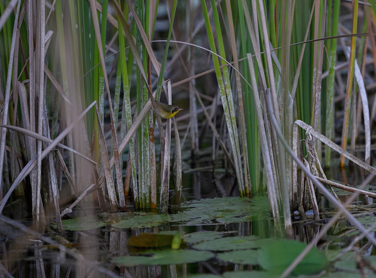 Common Yellowthroat - ML646198304