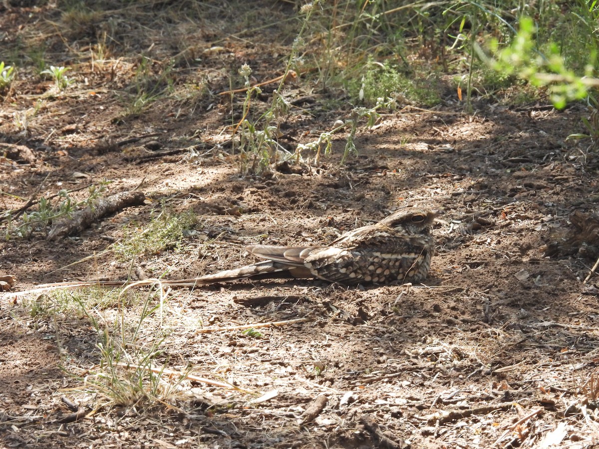 lelek nůžkoocasý - ML646198306