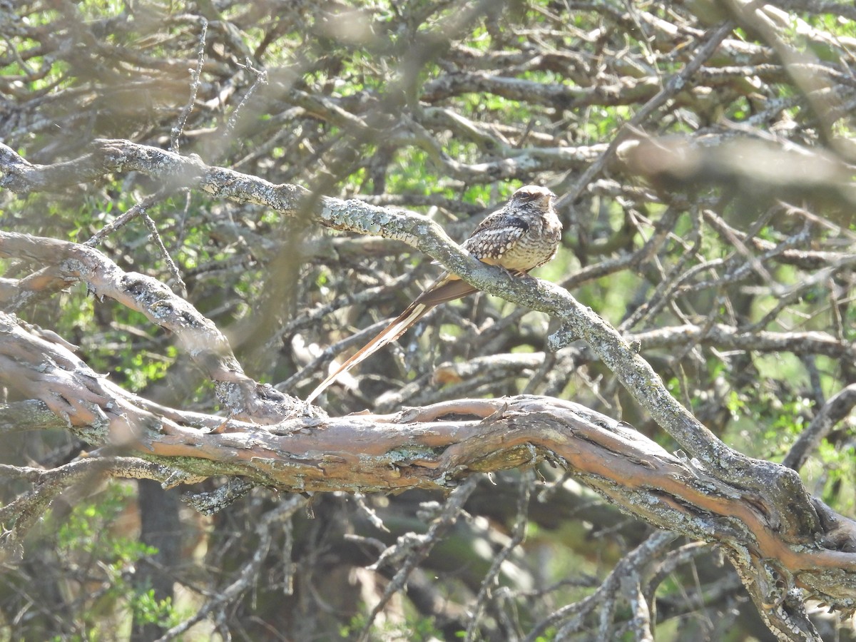 lelek nůžkoocasý - ML646198307