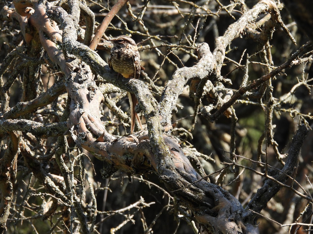 lelek nůžkoocasý - ML646198308