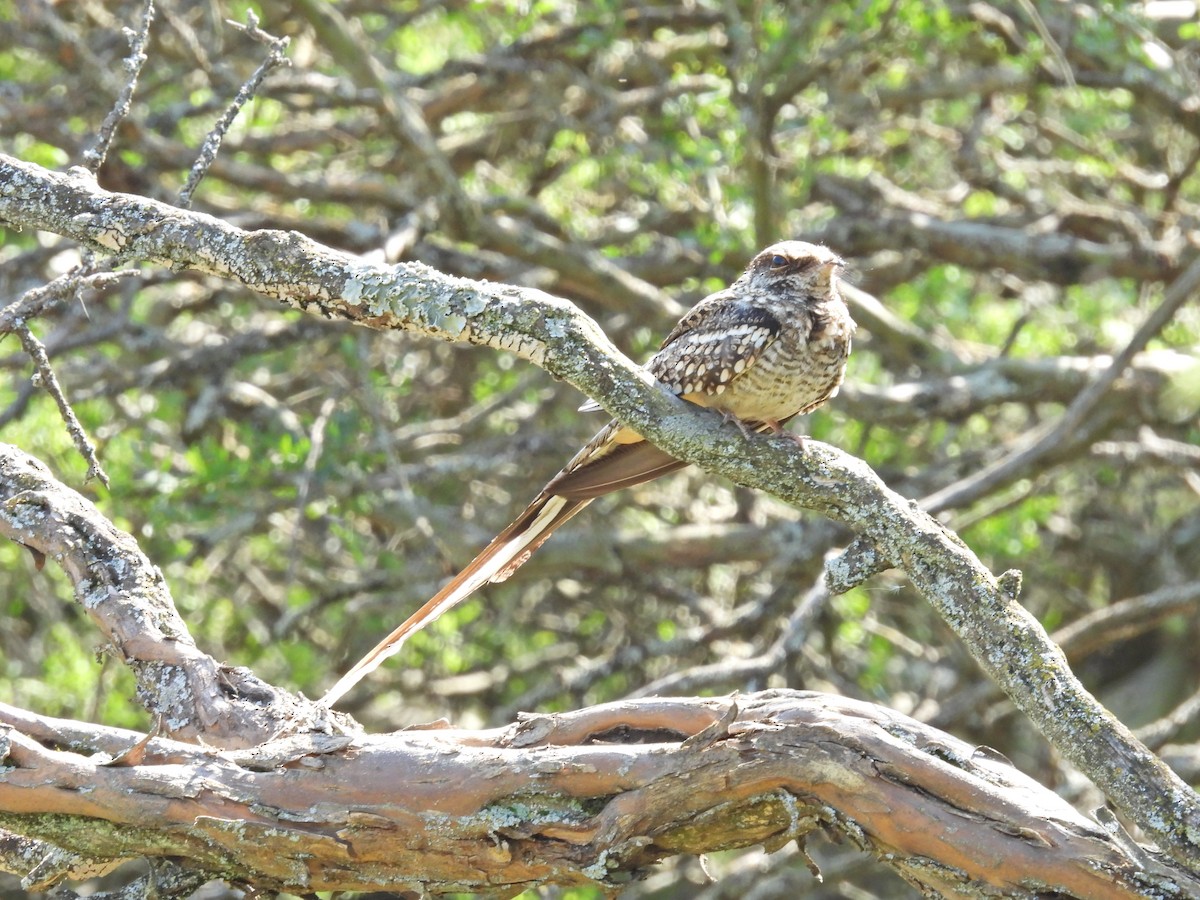 lelek nůžkoocasý - ML646198309