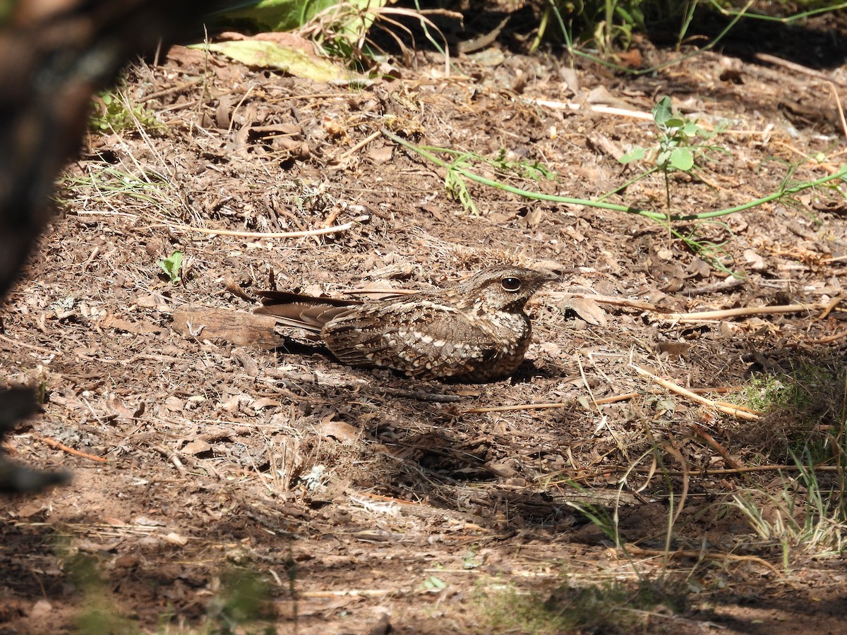 lelek nůžkoocasý - ML646198310