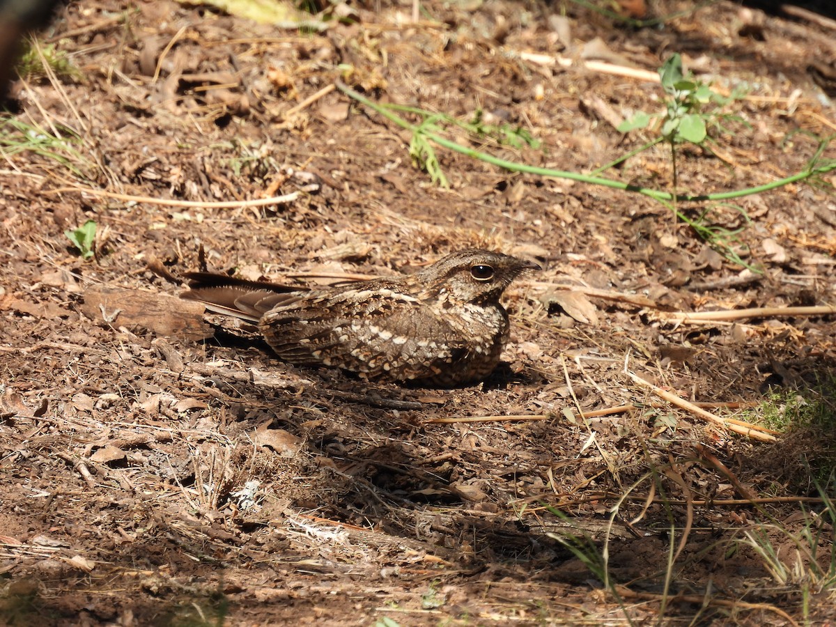 lelek nůžkoocasý - ML646198311