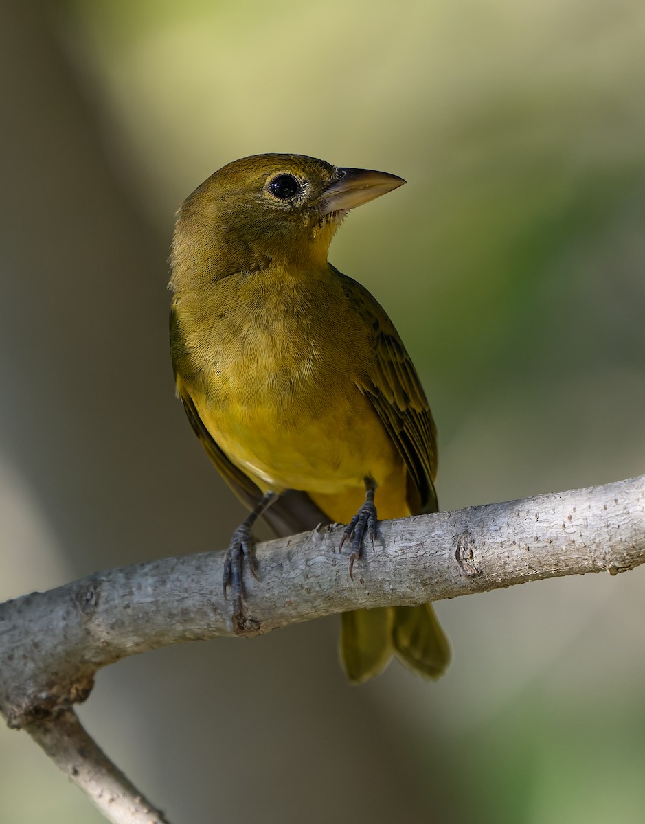 Summer Tanager - ML646198312