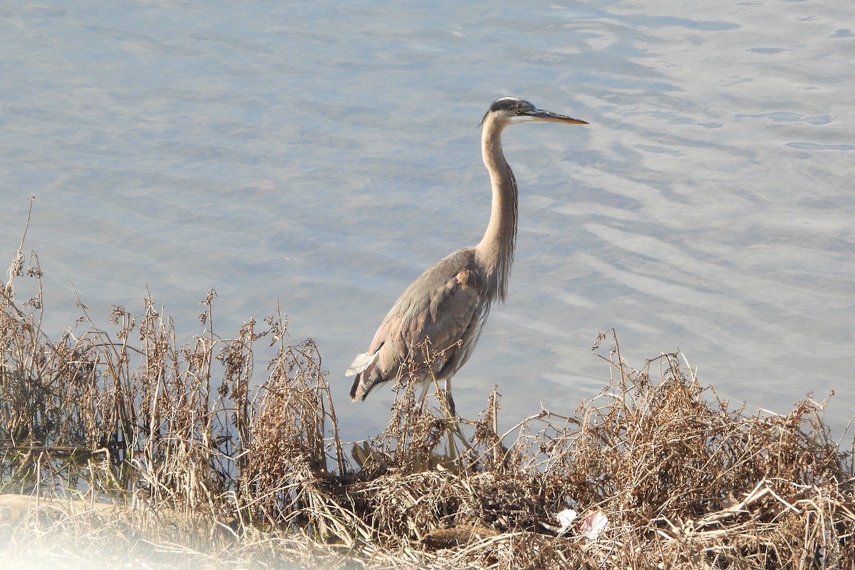 Great Blue Heron - ML646198315