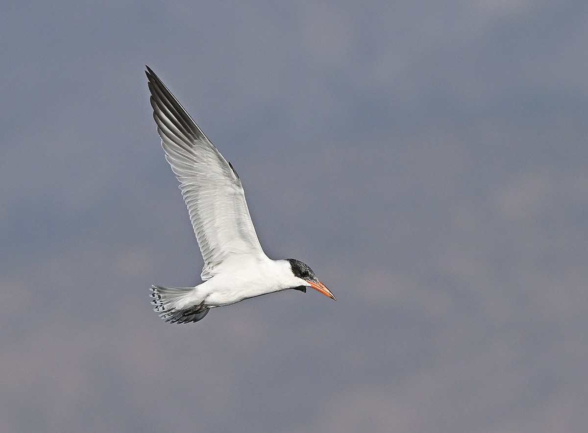 裏海燕鷗 - ML646198317