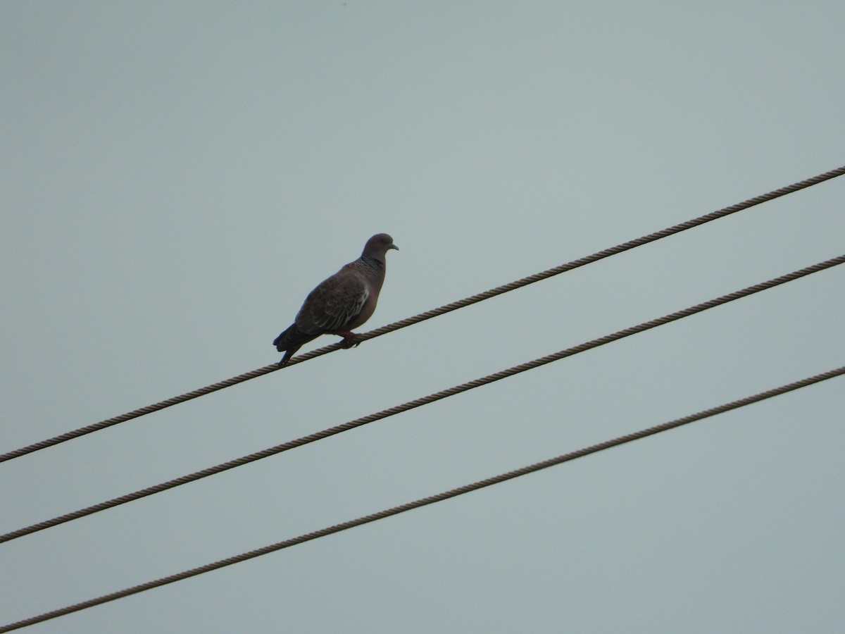 Pikazuro Güvercini - ML646198318