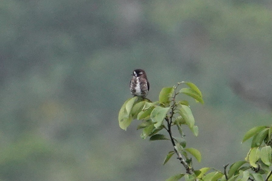 White-browed Purpletuft - ML646198319