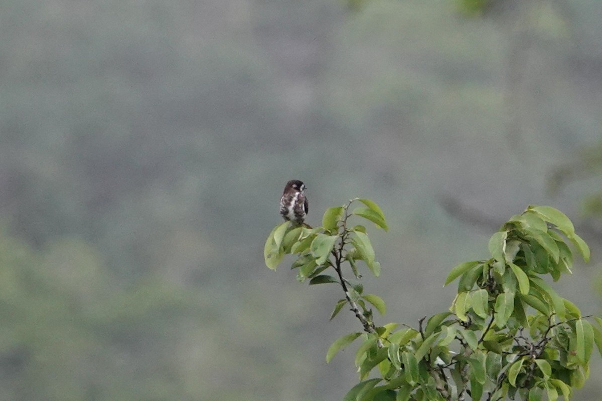 White-browed Purpletuft - ML646198320