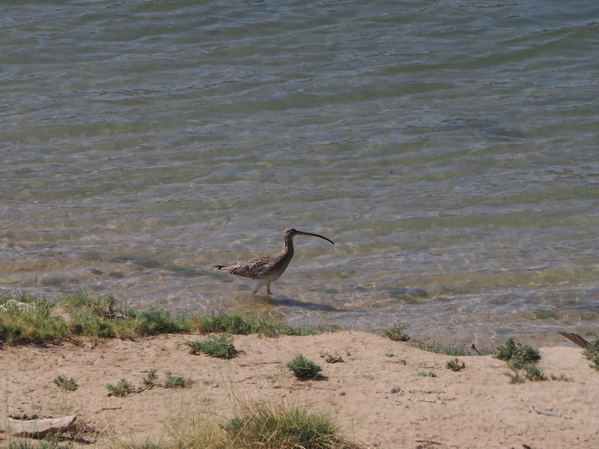 Eurasian Curlew - ML646198321