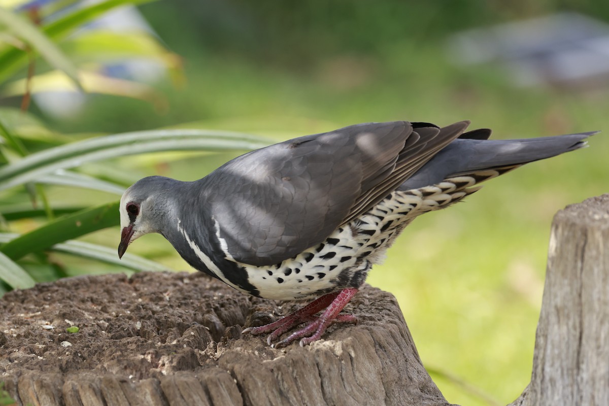 Wonga Pigeon - ML646198323