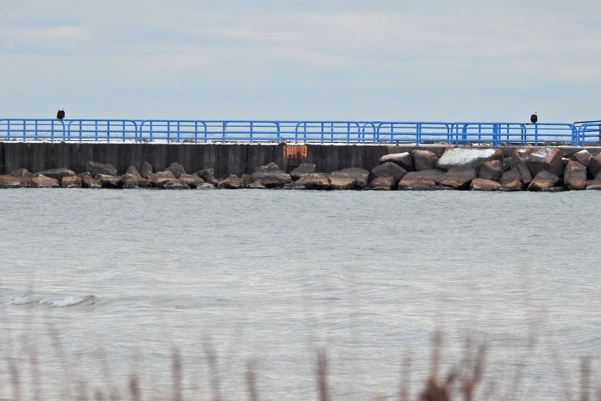 ハクトウワシ - ML646198324