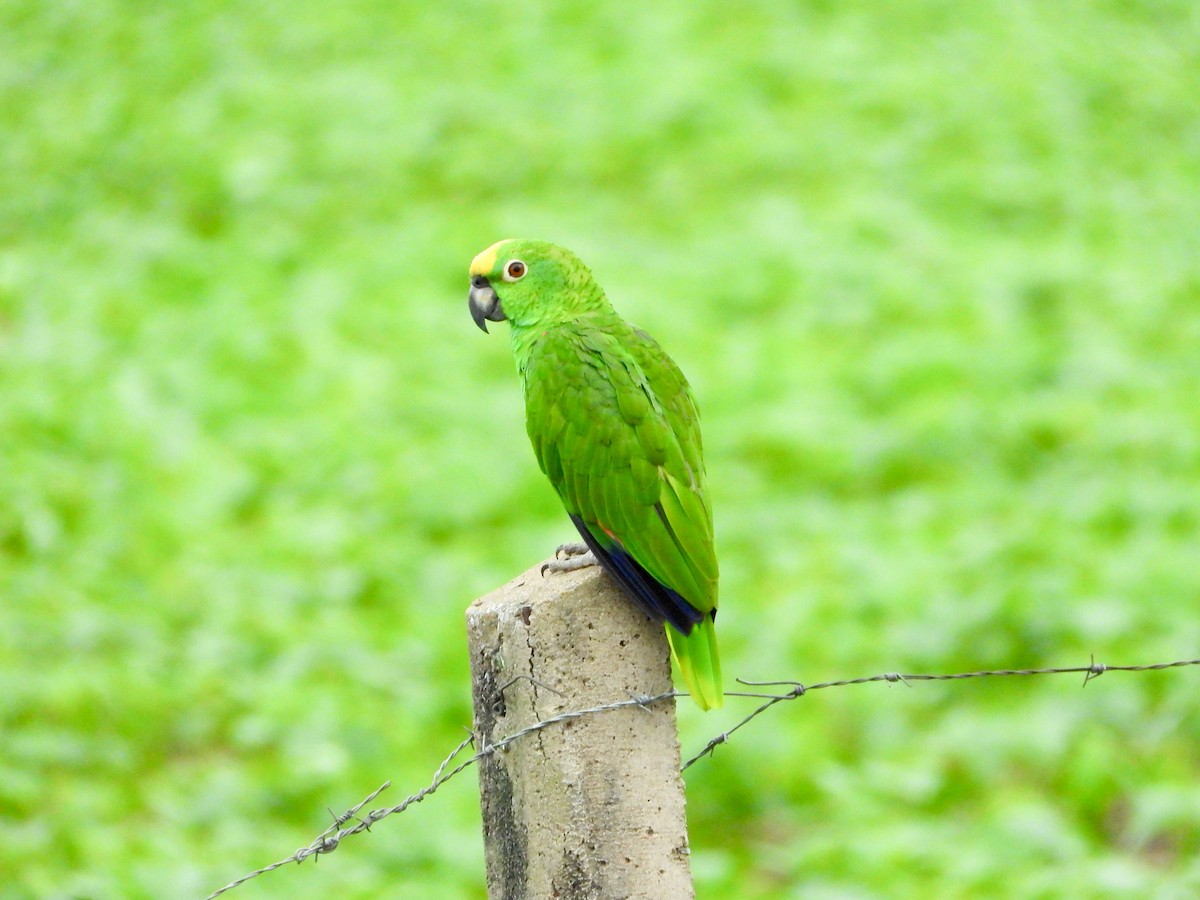 Yellow-crowned Amazon - ML646198328