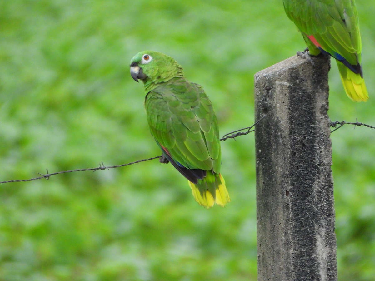 Yellow-crowned Amazon - ML646198329