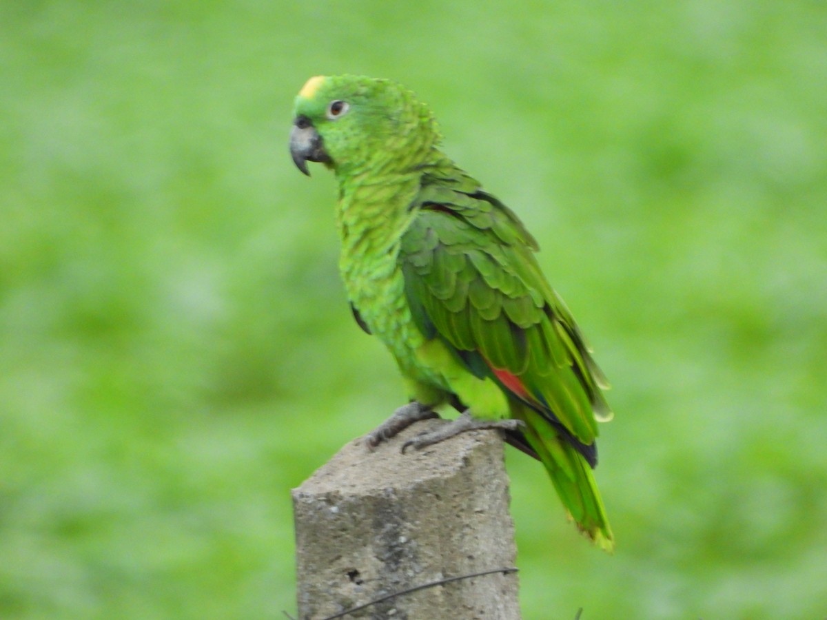 Yellow-crowned Amazon - ML646198330