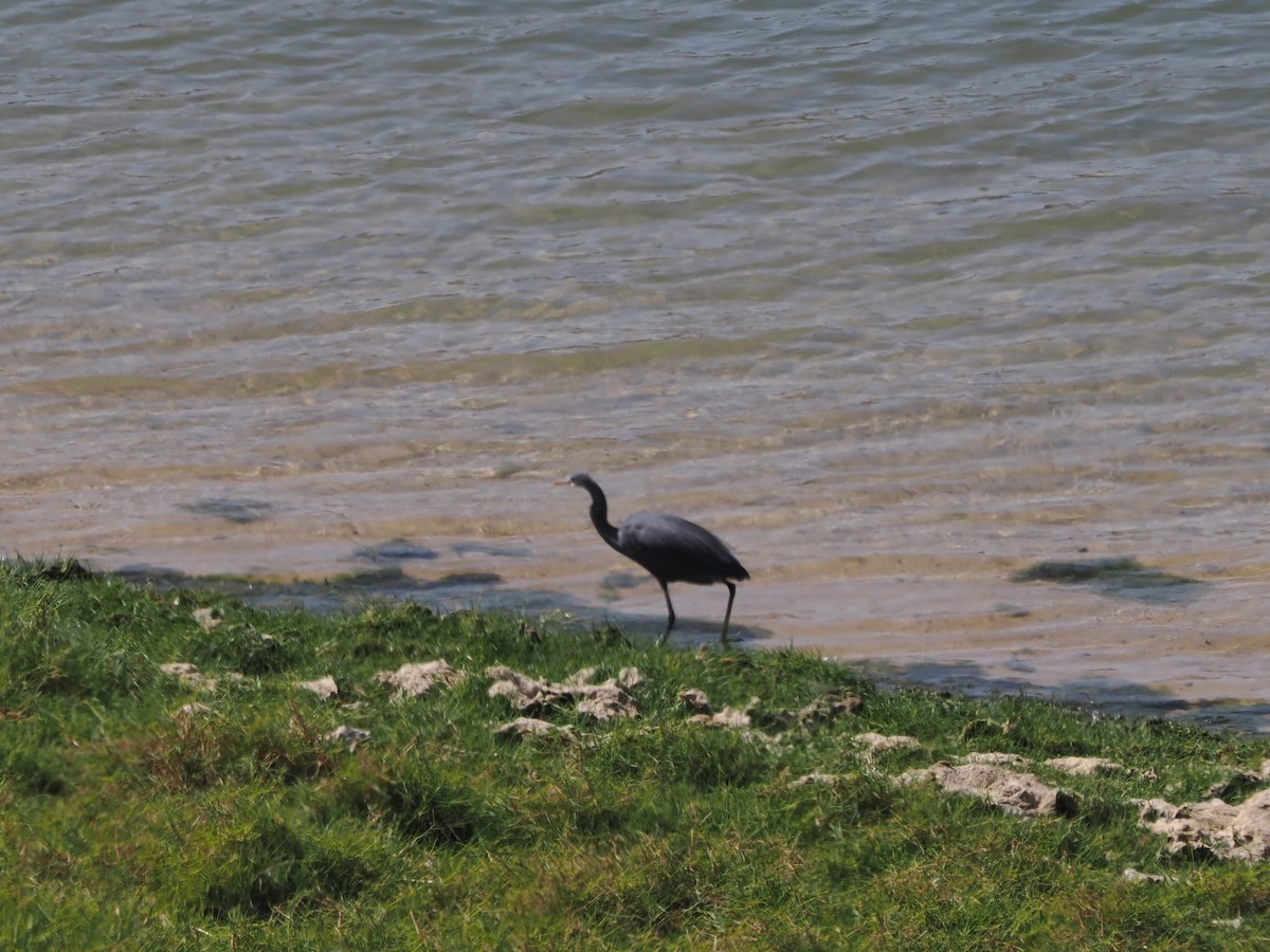 Western Reef-Heron - ML646198331