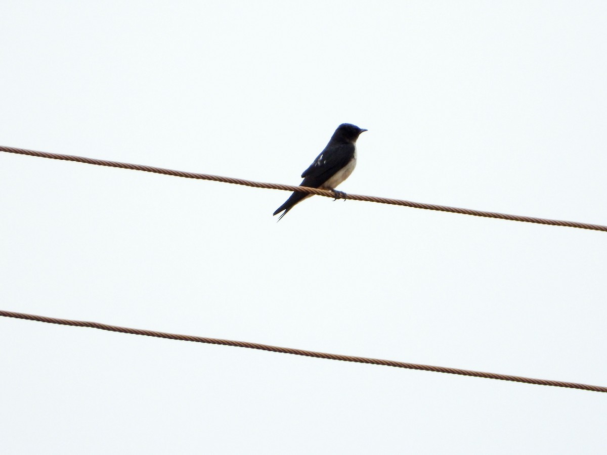 Большая ласточка - ML646198333