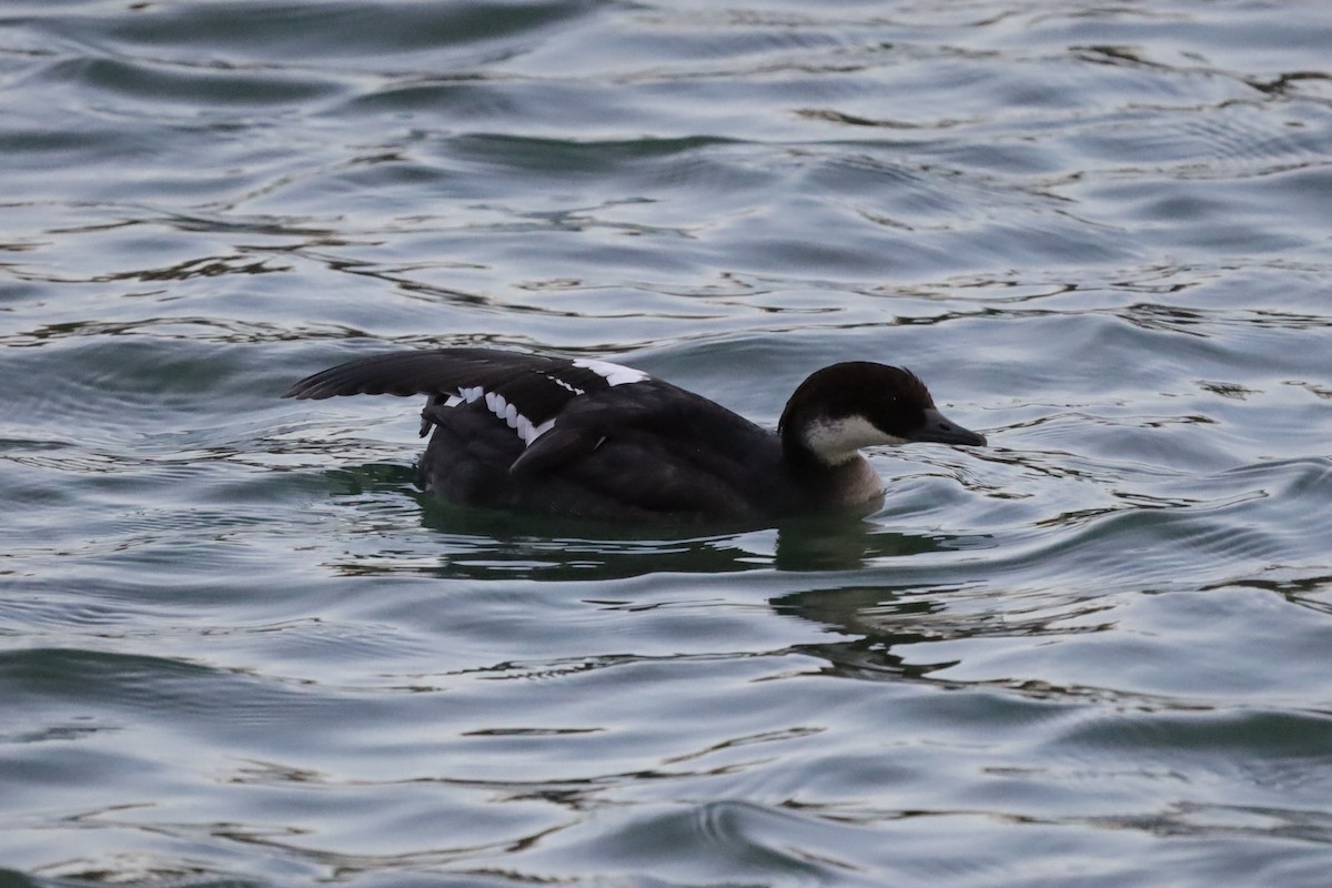 מרגון גמדי - ML646198341