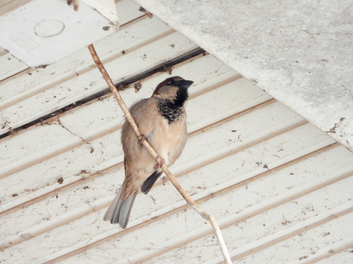 House Sparrow - ML646198342