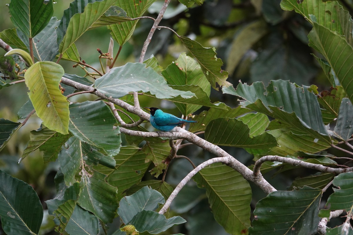 Green Honeycreeper - ML646198344