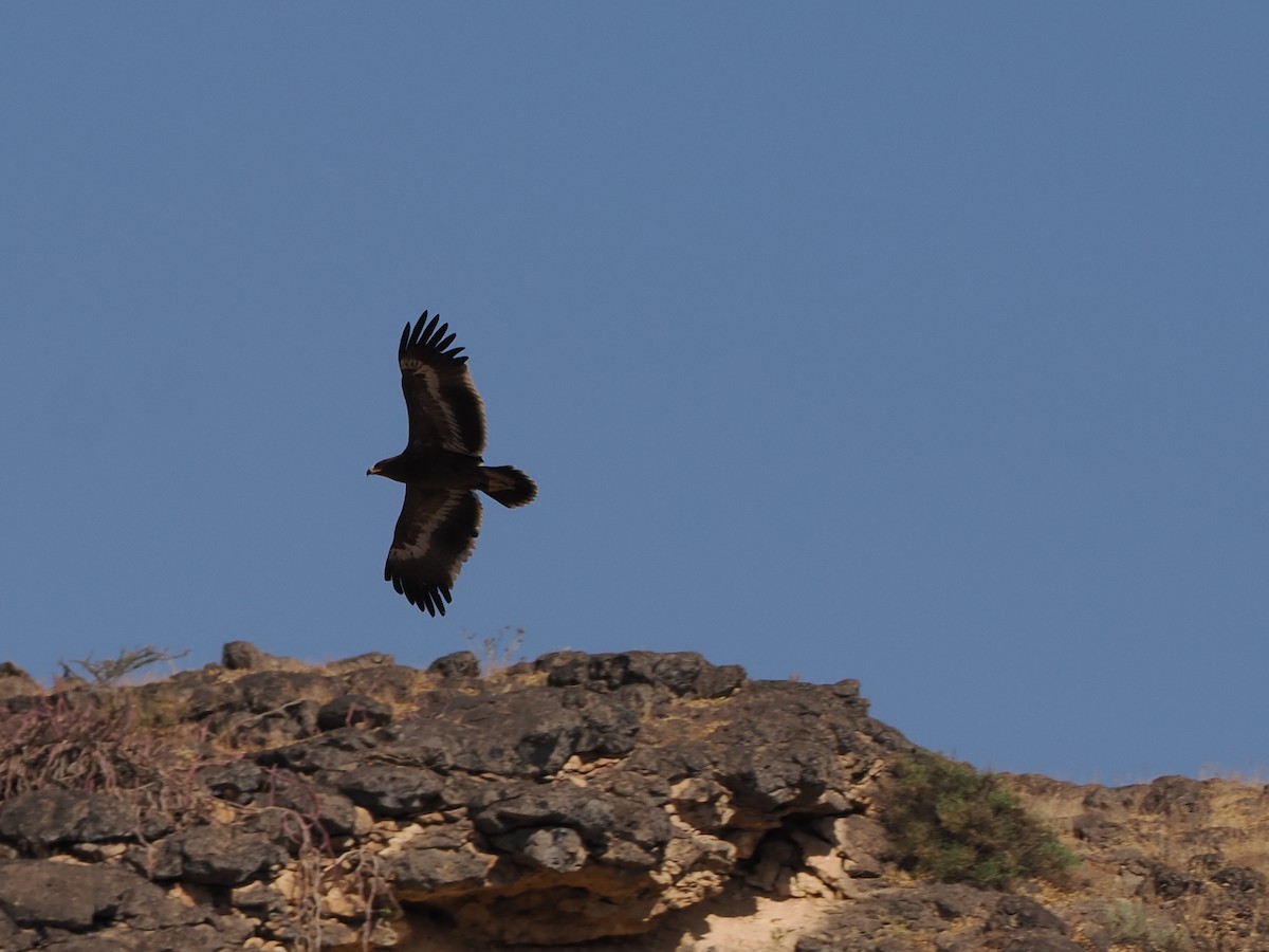 Steppe Eagle - ML646198348