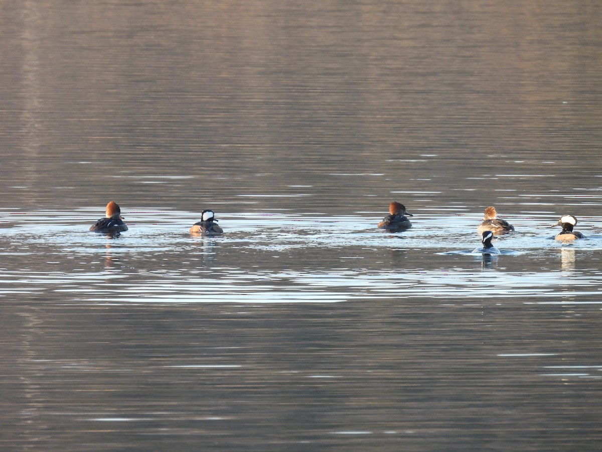 Hooded Merganser - ML646198351