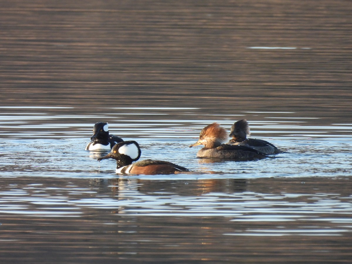 Hooded Merganser - ML646198352
