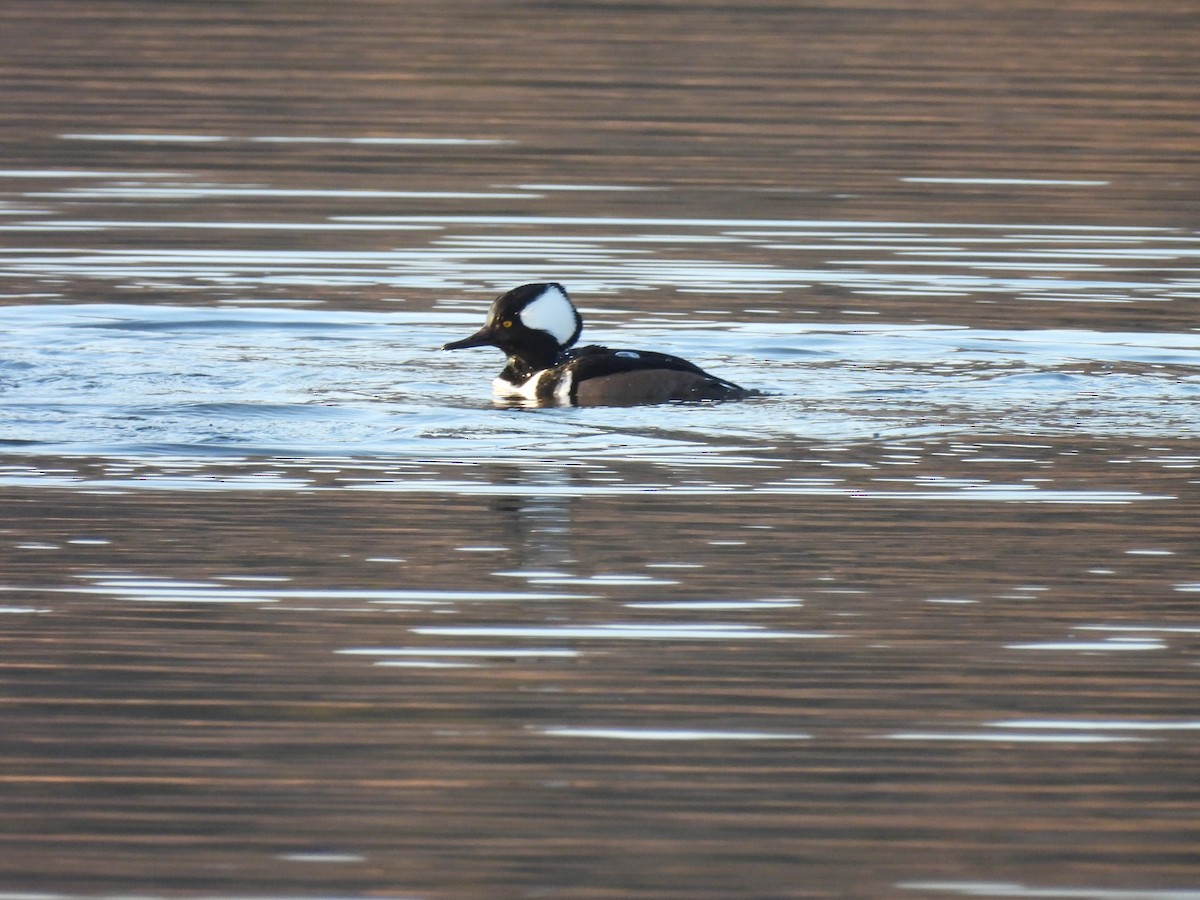 Hooded Merganser - ML646198353