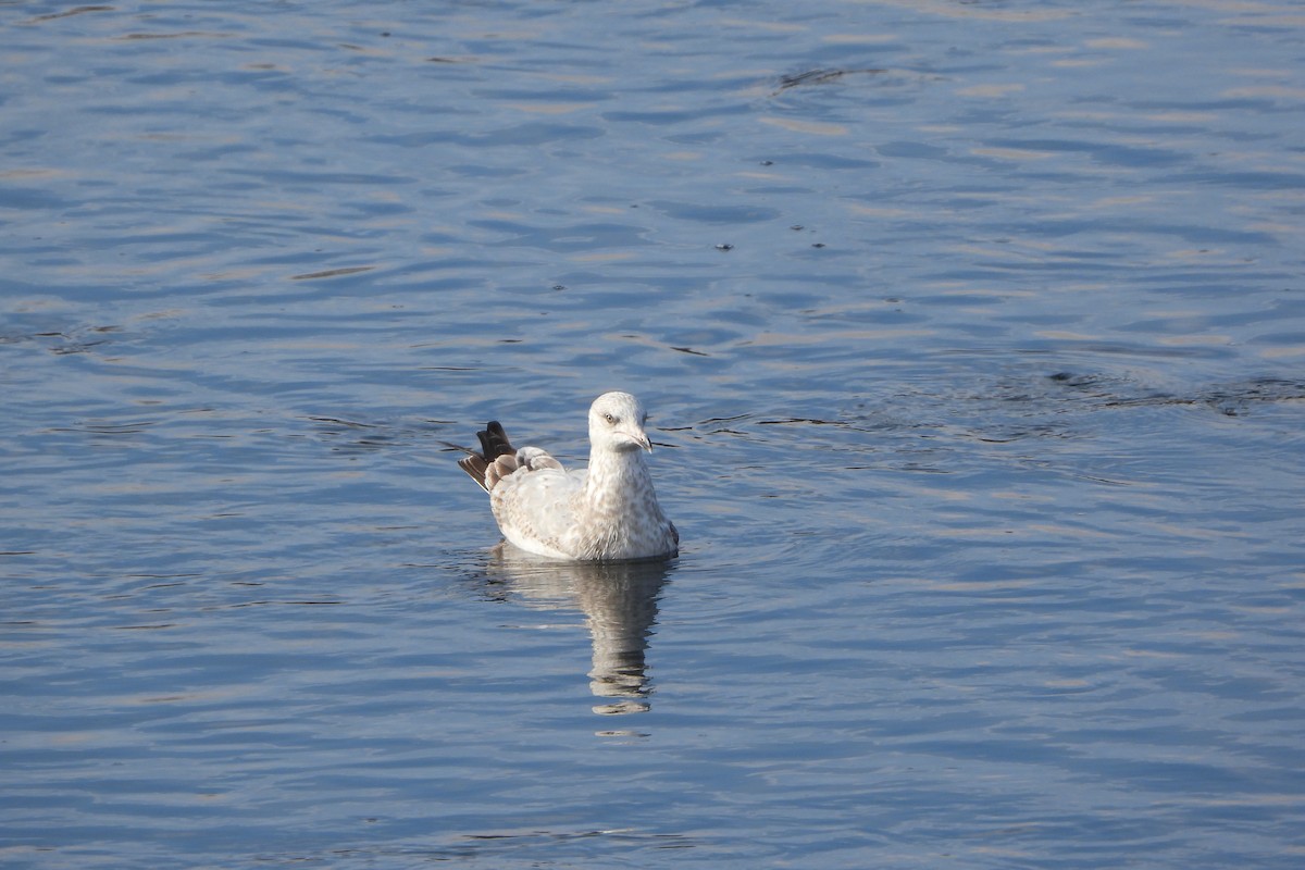American Herring Gull - ML646198361