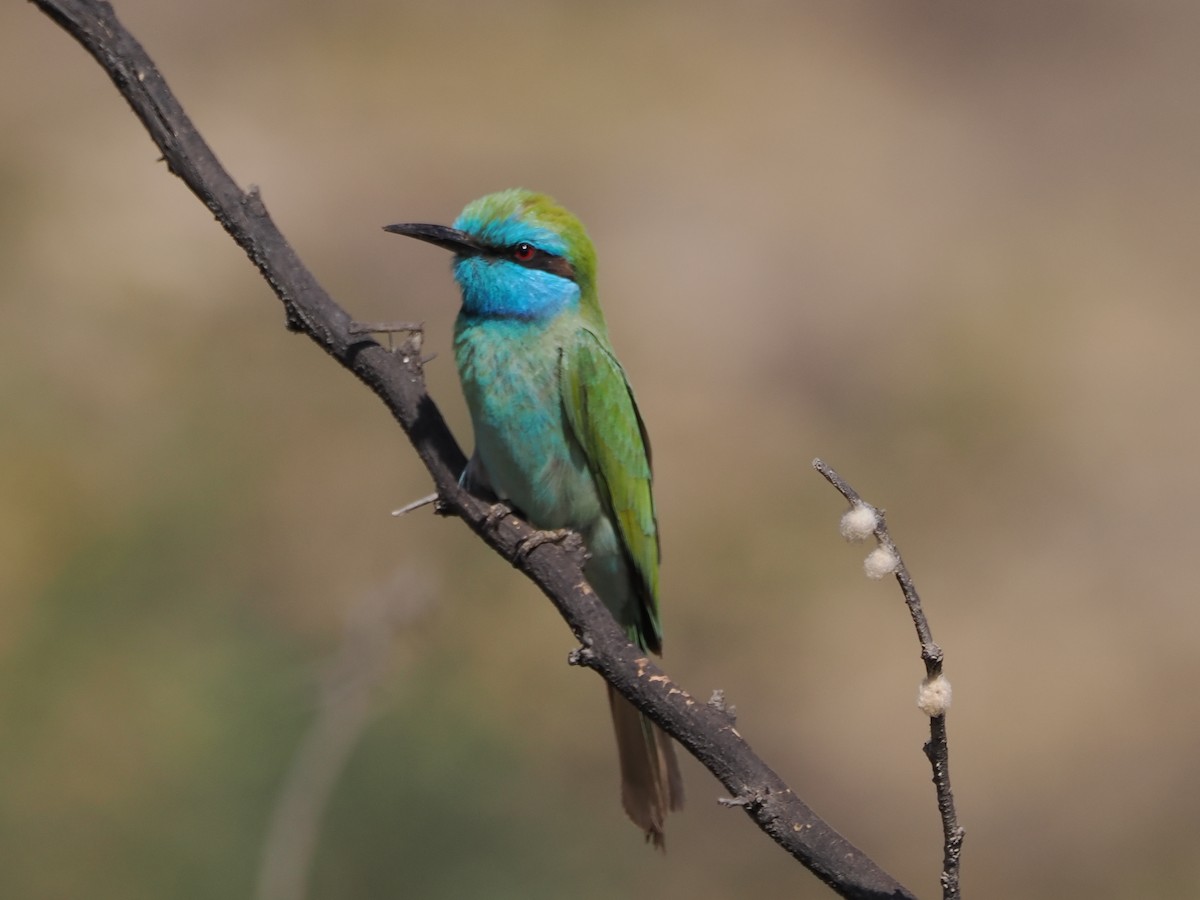 Blaukehl-Smaragdspint - ML646198364