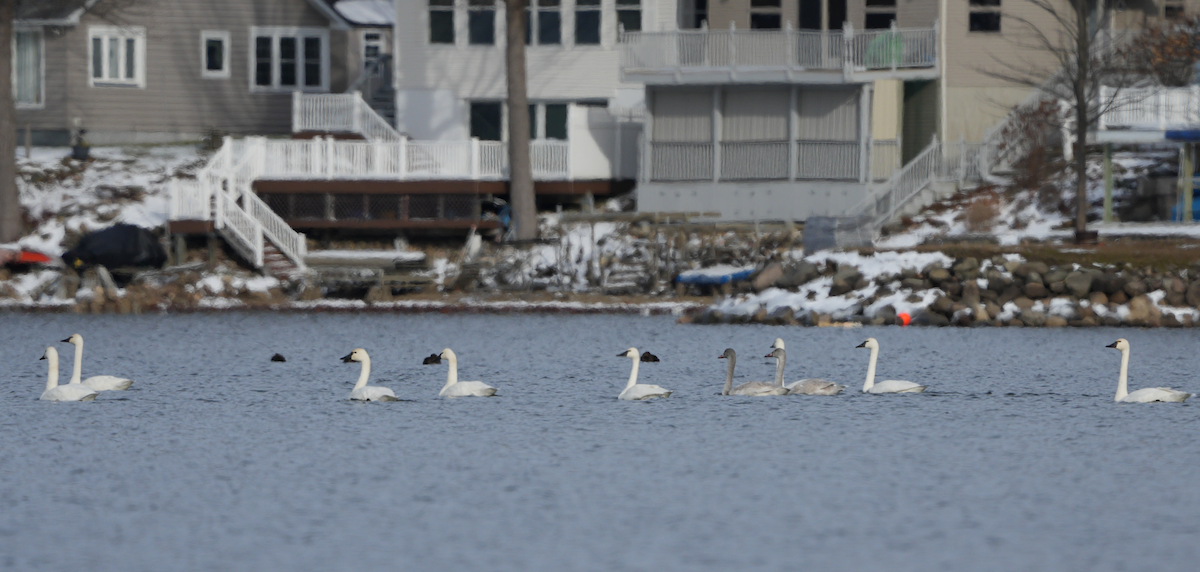Tundra Swan - ML646198365