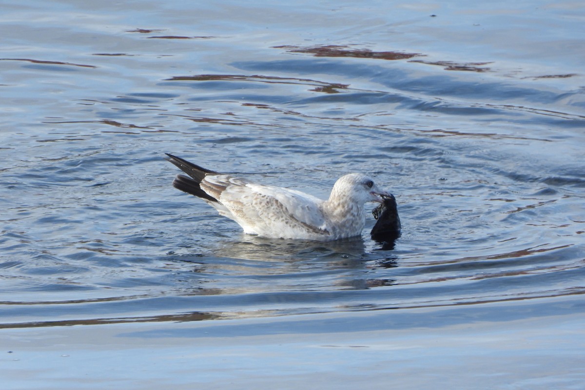 American Herring Gull - ML646198366
