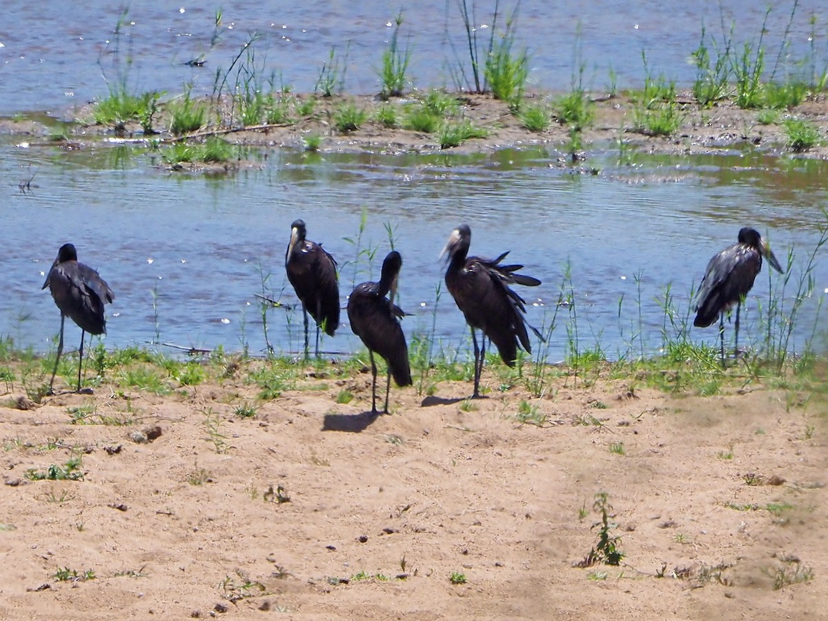 Bec-ouvert africain - ML646198371