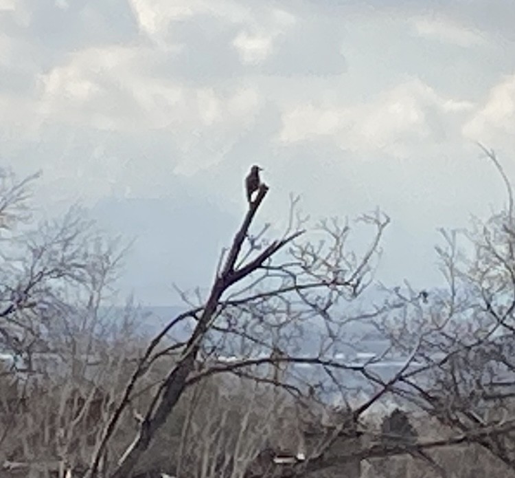 Pizidoa sp. - ML646198372