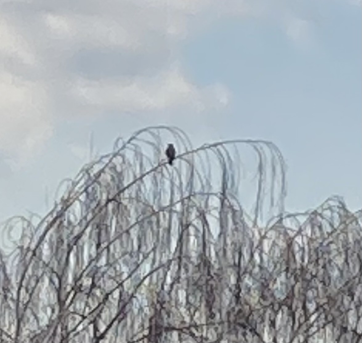 Pizidoa sp. - ML646198373