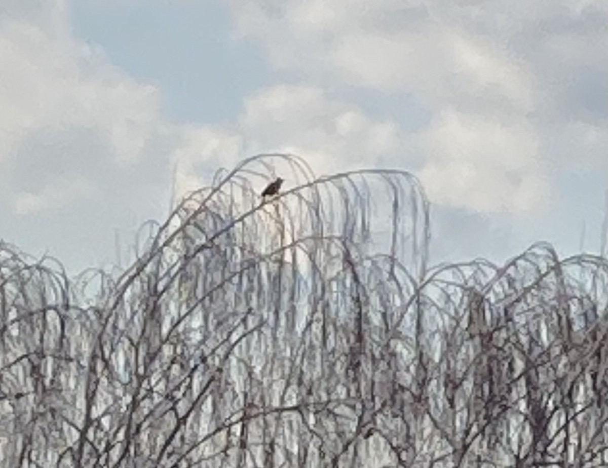 Pizidoa sp. - ML646198374