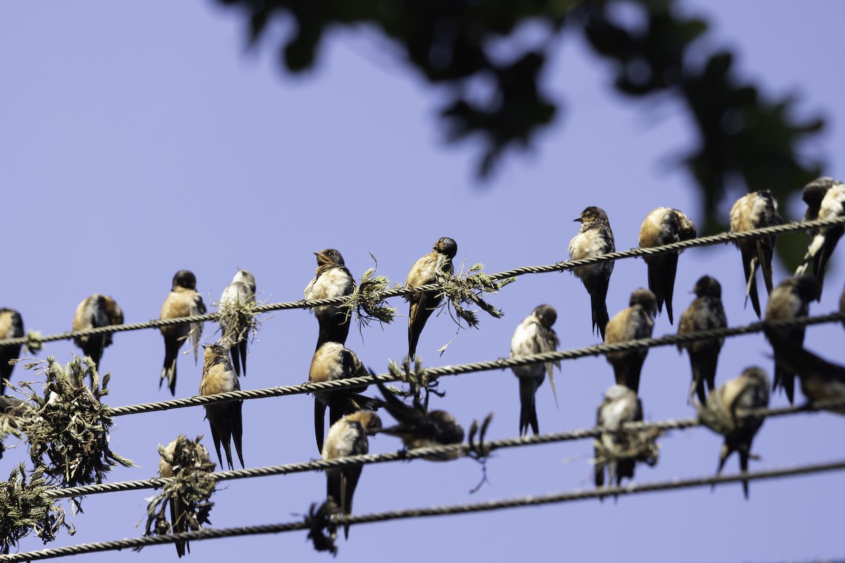 Ластівка сільська - ML646198380