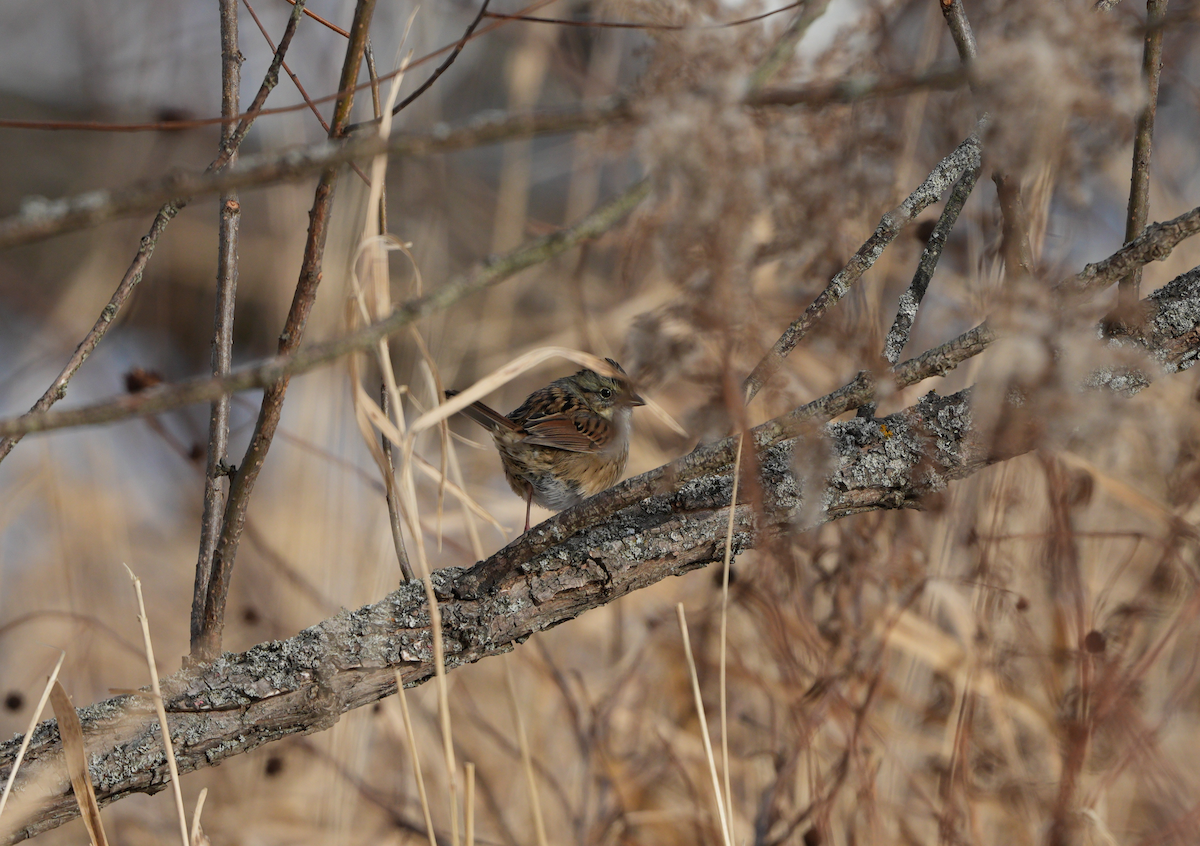 Swamp Sparrow - ML646198386