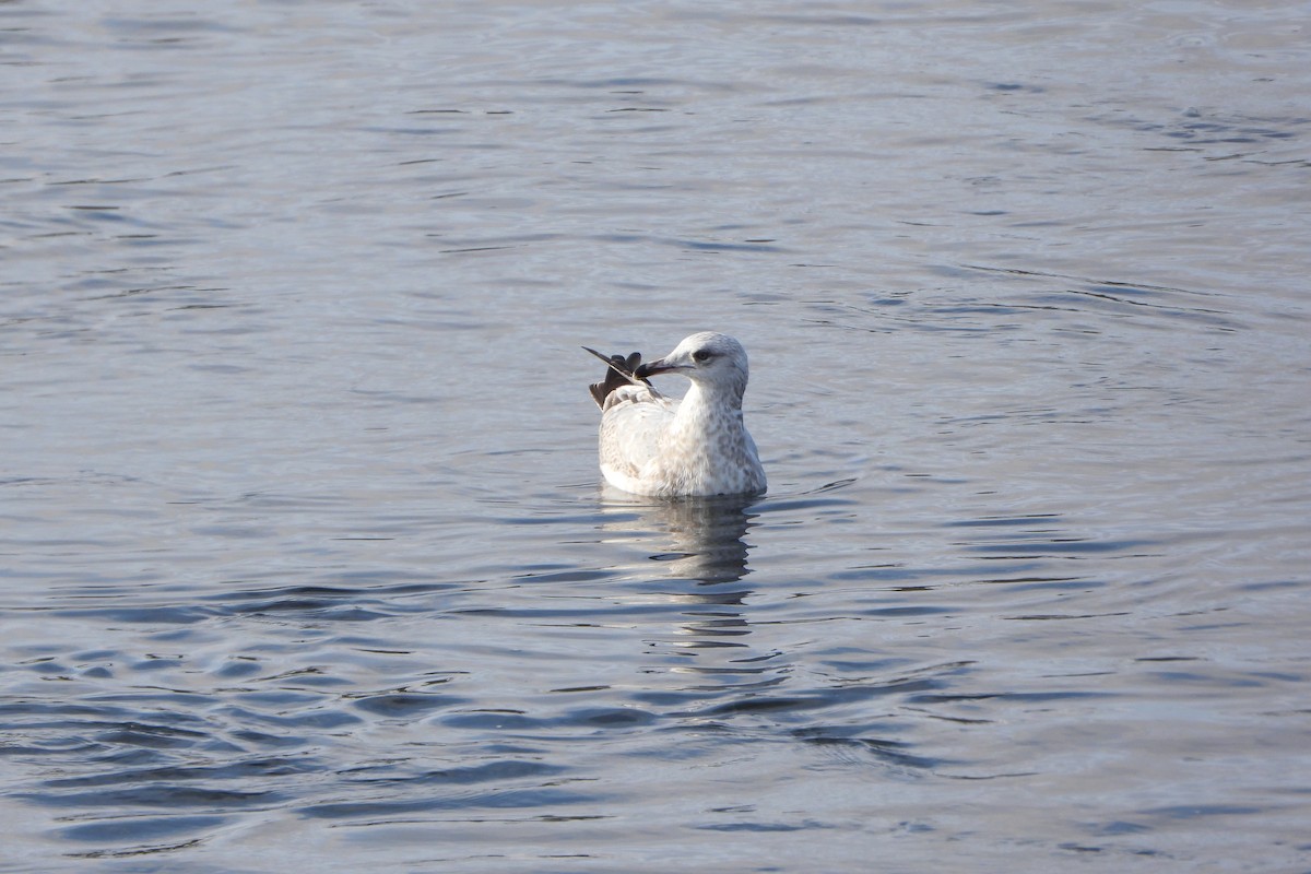 American Herring Gull - ML646198387